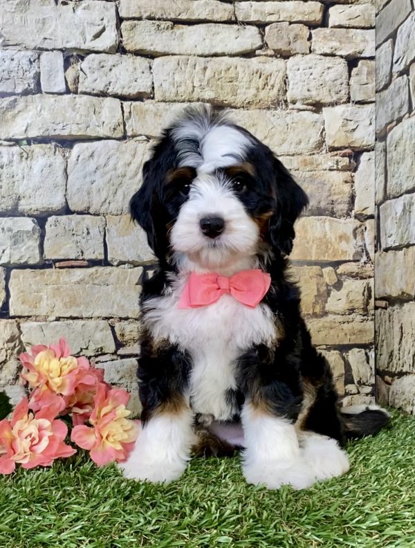 Photo of Ms. Tesla the Mini-Bernedoodle puppy