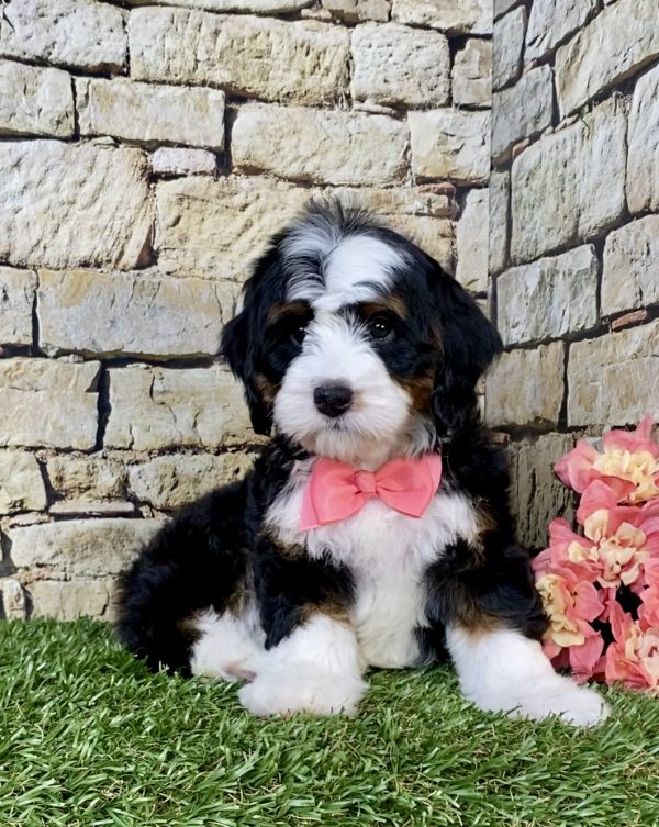 Photo of Ms. Tesla the Mini-Bernedoodle puppy
