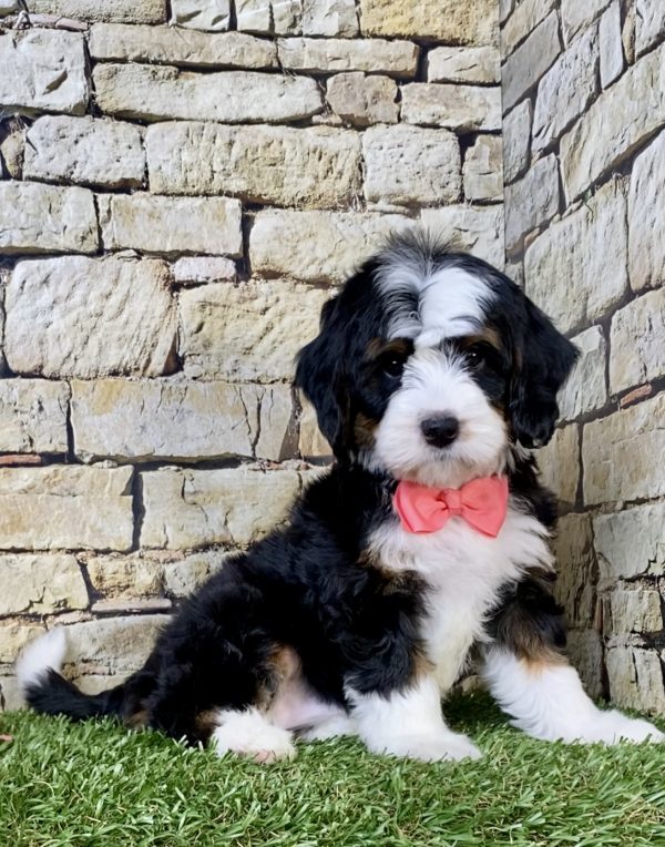 Ms. Tesla the  Mini-Bernedoodle puppy