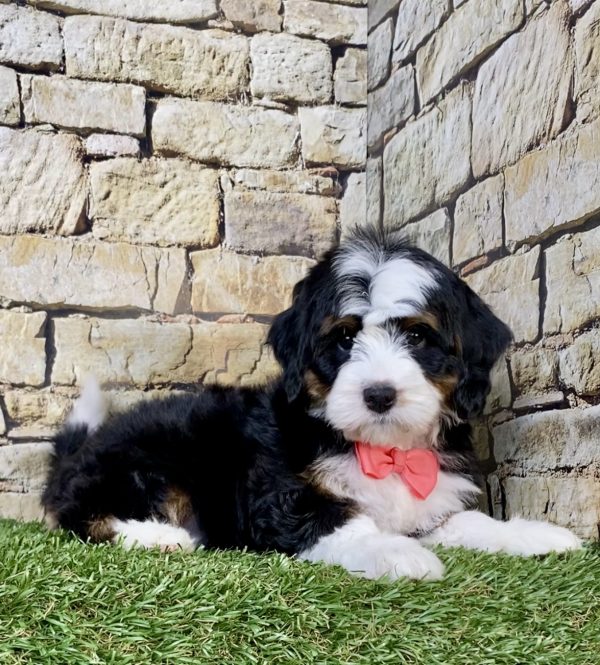 Photo of Ms. Tesla the Mini-Bernedoodle puppy