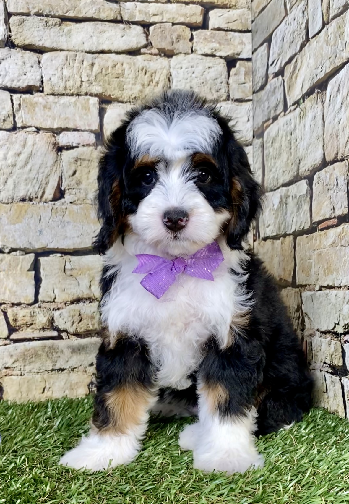 Photo of Ms. Tracy the Mini-Bernedoodle puppy
