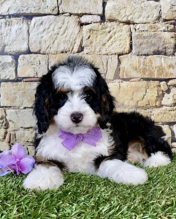 Photo of Ms. Tracy the Mini-Bernedoodle puppy