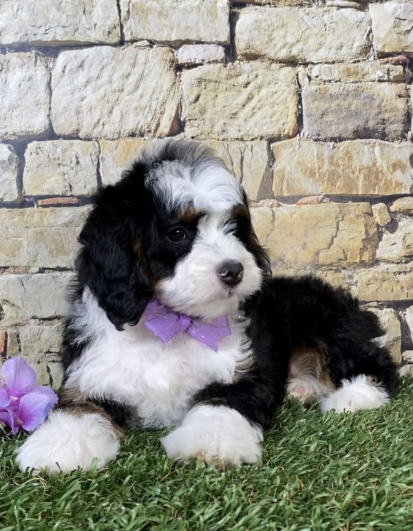 Photo of Ms. Tracy the Mini-Bernedoodle puppy
