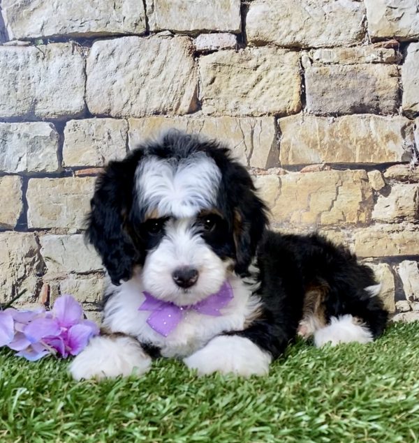 Photo of Ms. Tracy the Mini-Bernedoodle puppy