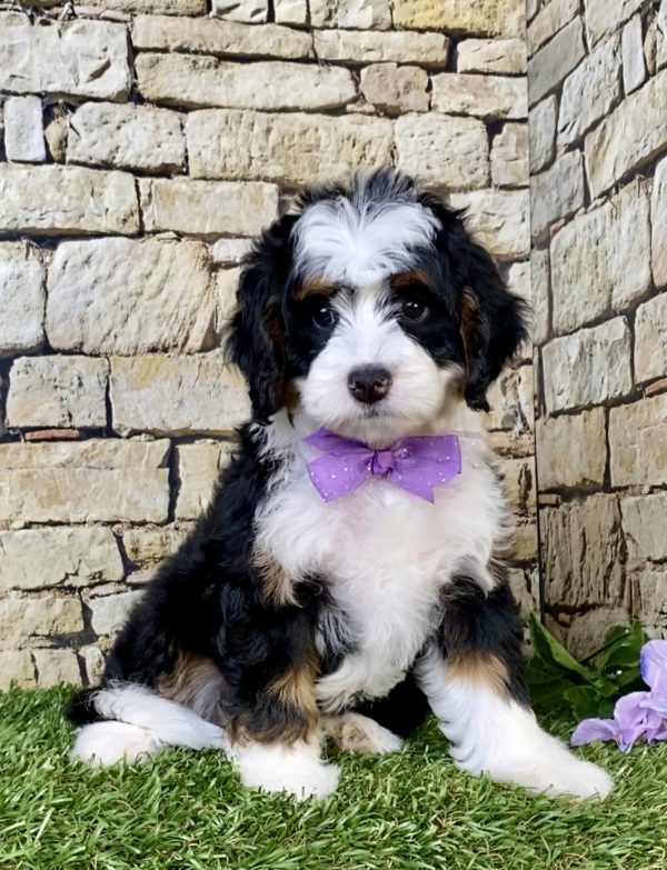 Photo of Ms. Tracy the Mini-Bernedoodle puppy