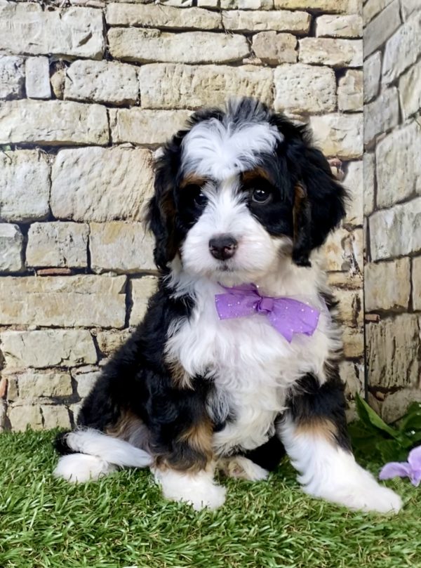 Photo of Ms. Tracy the Mini-Bernedoodle puppy