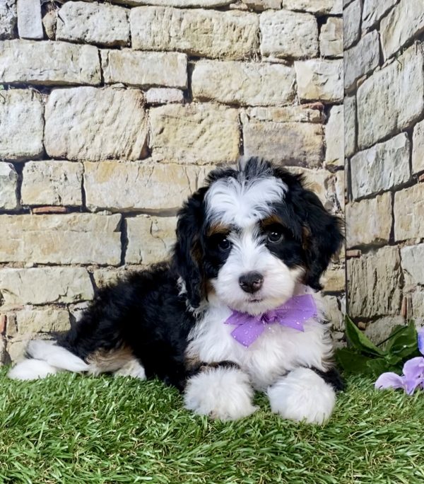 Photo of Ms. Tracy the Mini-Bernedoodle puppy