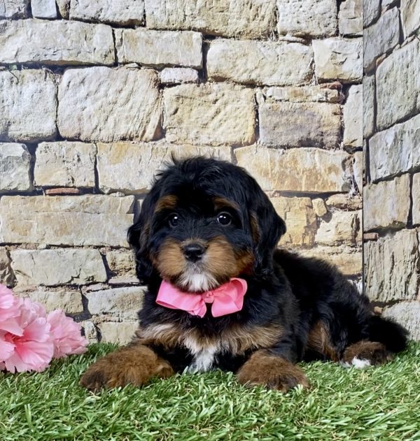 Photo of Ms. Twila the Mini-Bernedoodle puppy