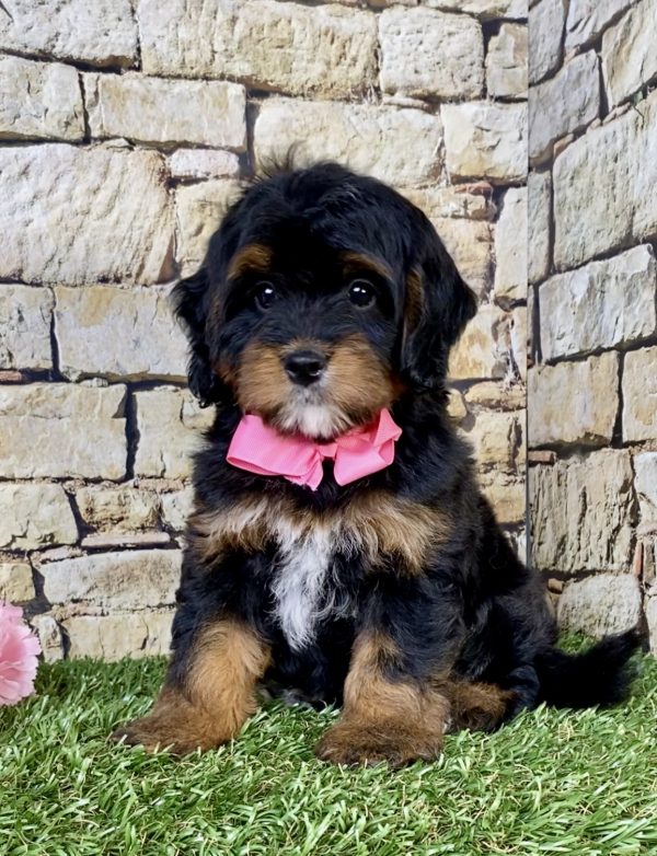 Ms. Twila the  Mini-Bernedoodle puppy