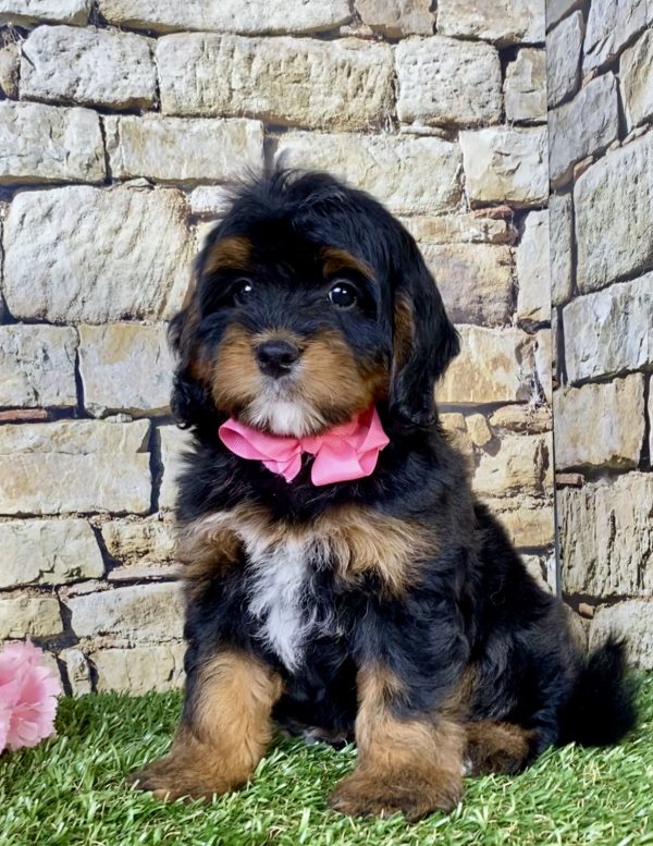 Photo of Ms. Twila the Mini-Bernedoodle puppy