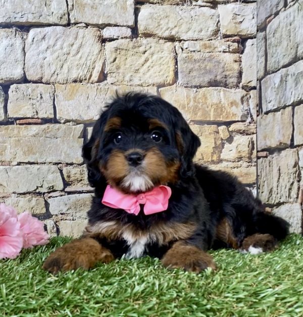 Photo of Ms. Twila the Mini-Bernedoodle puppy