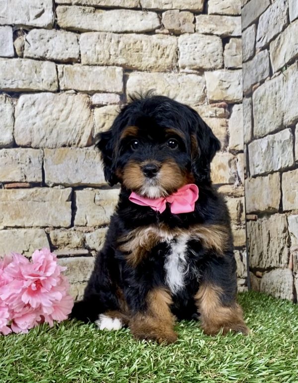 Photo of Ms. Twila the Mini-Bernedoodle puppy