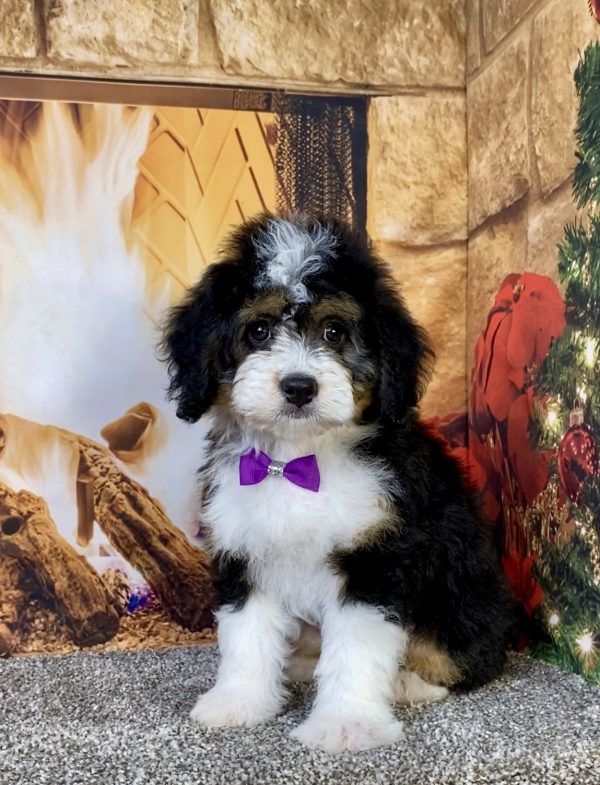 Ms. Umbra the Mini-Bernedoodle puppy