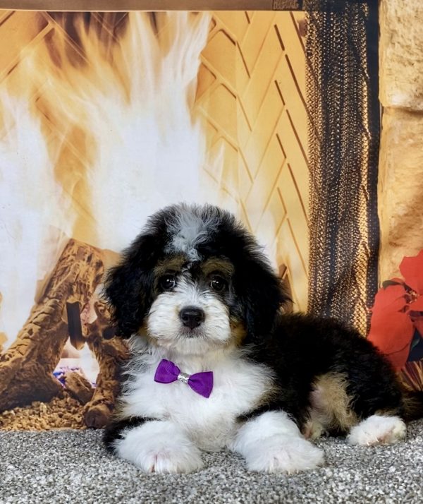 Photo of Ms. Umbra the Mini-Bernedoodle puppy
