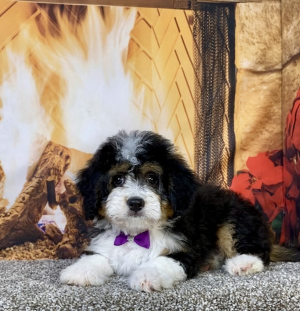 Photo of Ms. Umbra the Mini-Bernedoodle puppy