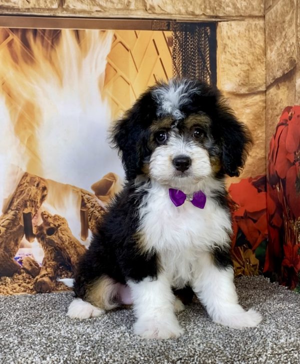 Photo of Ms. Umbra the Mini-Bernedoodle puppy