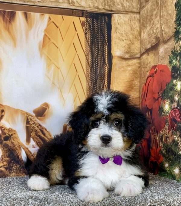 Photo of Ms. Umbra the Mini-Bernedoodle puppy