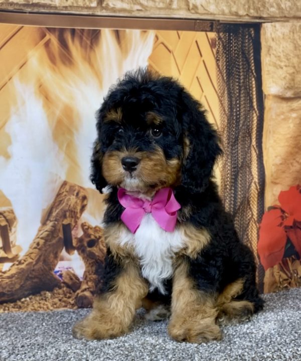 Ms. Unity the Mini-Bernedoodle puppy