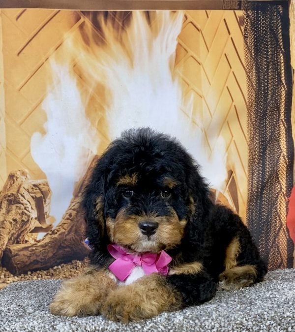Photo of Ms. Unity the Mini-Bernedoodle puppy