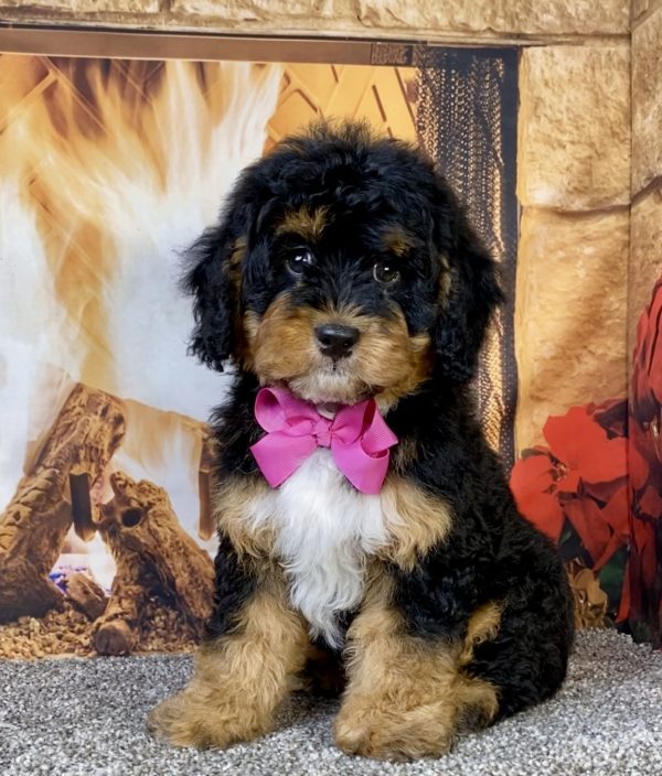 Photo of Ms. Unity the Mini-Bernedoodle puppy