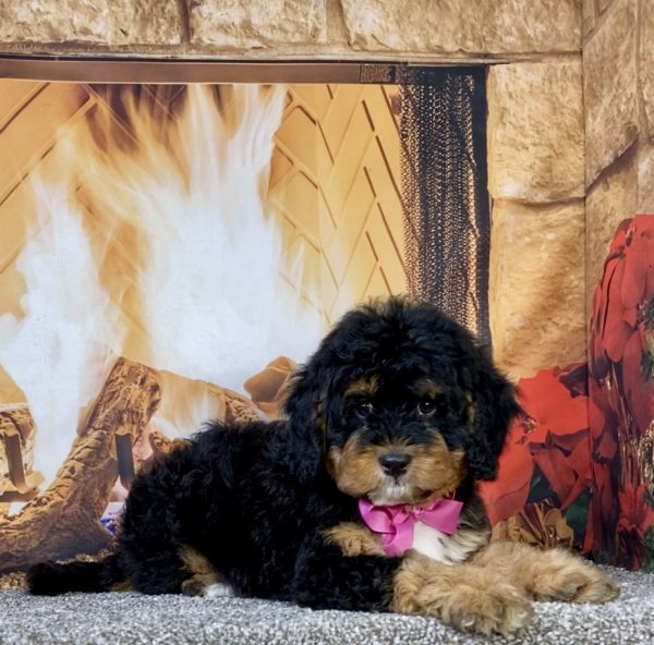 Photo of Ms. Unity the Mini-Bernedoodle puppy