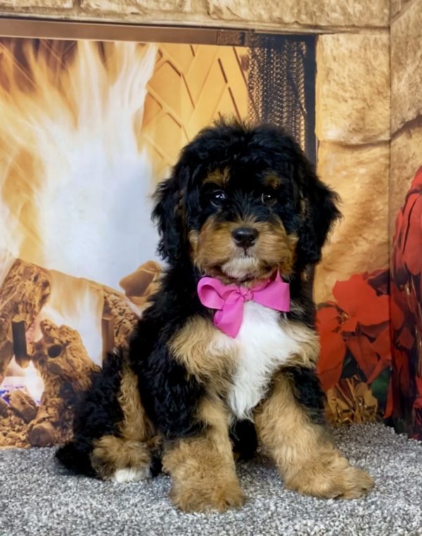 Photo of Ms. Unity the Mini-Bernedoodle puppy