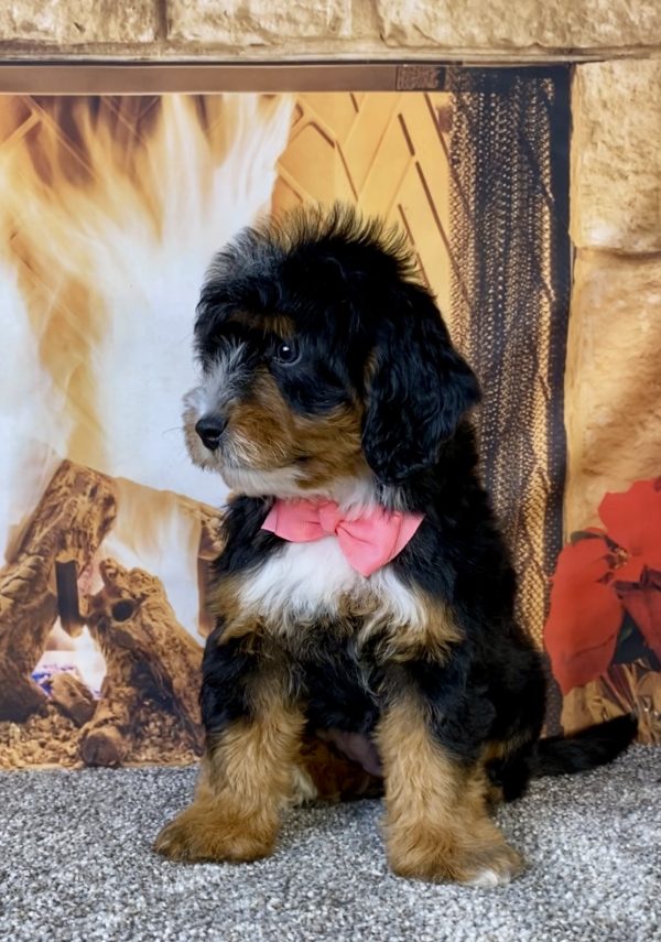 Photo of Ms. Utah the Mini-Bernedoodle puppy
