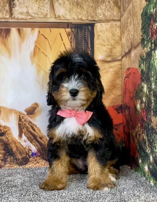 Ms. Utah the Mini-Bernedoodle puppy
