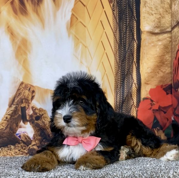 Photo of Ms. Utah the Mini-Bernedoodle puppy