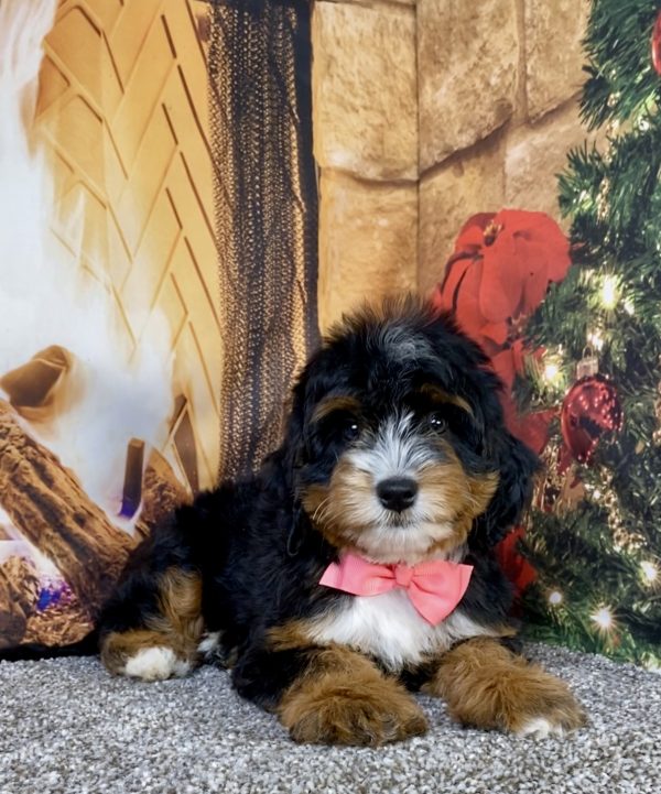 Photo of Ms. Utah the Mini-Bernedoodle puppy