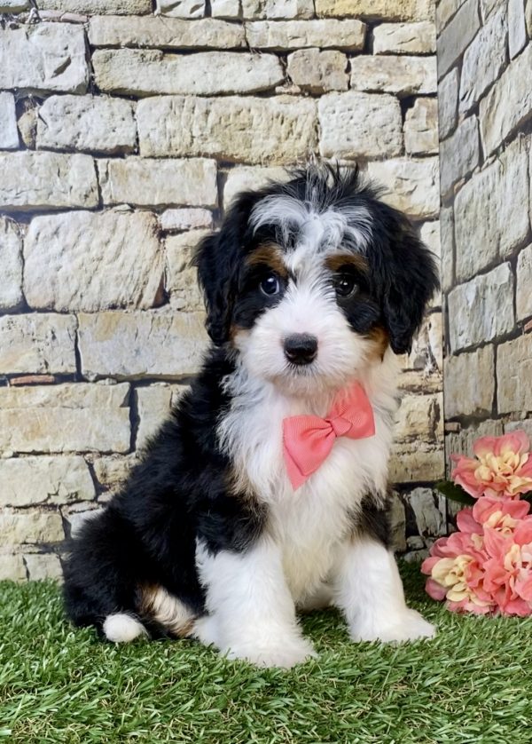Ms. Velvet the Mini-Bernedoodle puppy