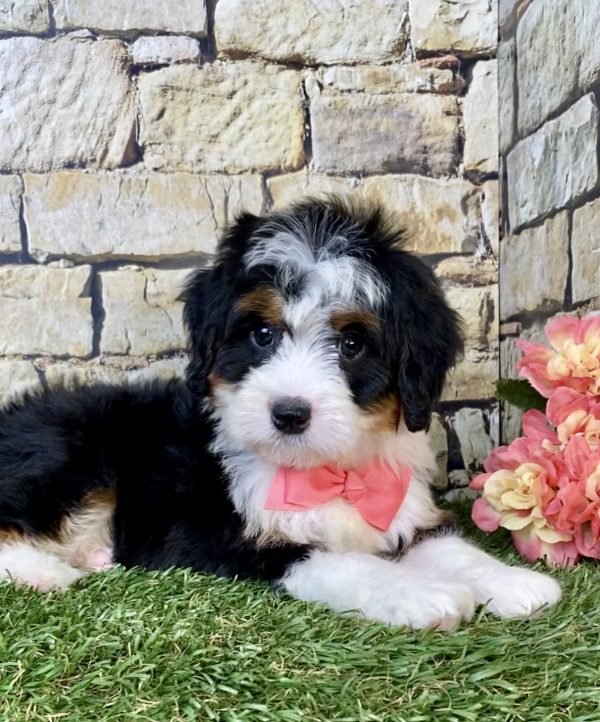 Photo of Ms. Velvet the Mini-Bernedoodle puppy