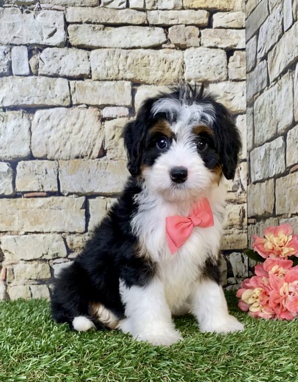 Photo of Ms. Velvet the Mini-Bernedoodle puppy
