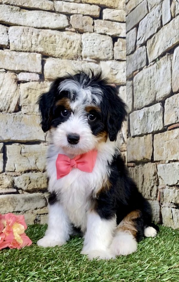 Photo of Ms. Velvet the Mini-Bernedoodle puppy