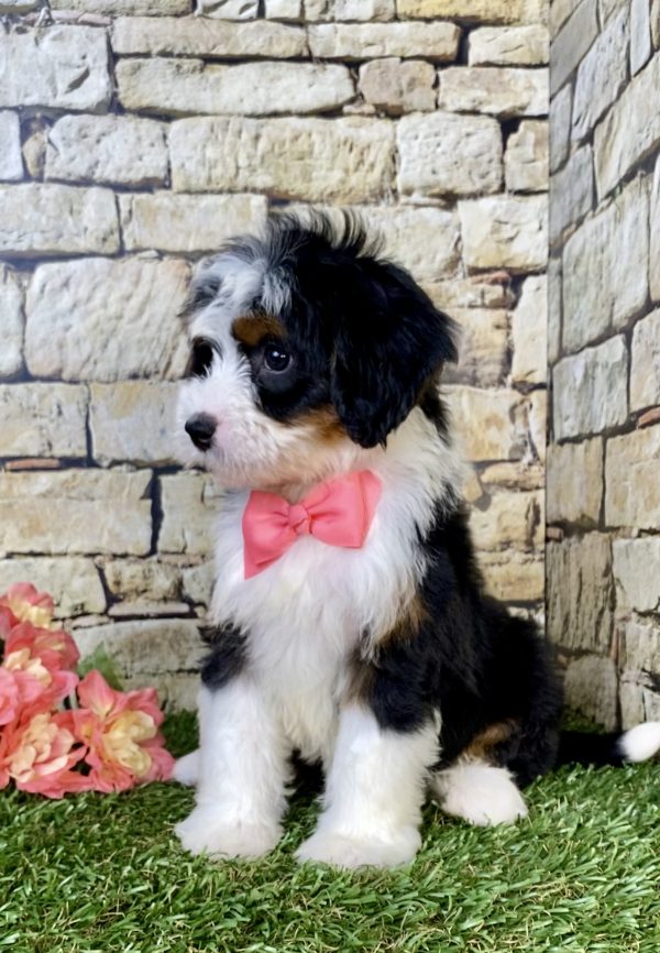 Photo of Ms. Velvet the Mini-Bernedoodle puppy