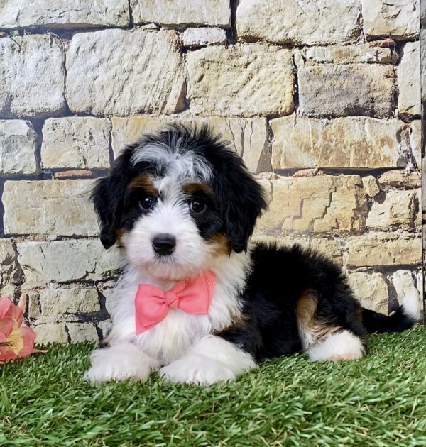 Photo of Ms. Velvet the Mini-Bernedoodle puppy