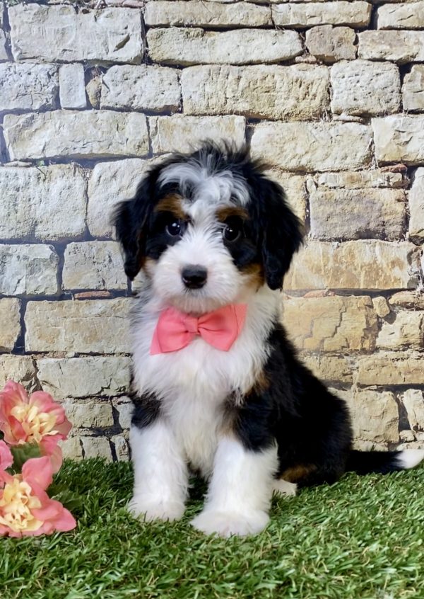 Photo of Ms. Velvet the Mini-Bernedoodle puppy