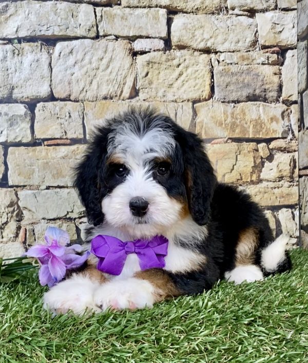 Ms. Violet the Mini-Bernedoodle puppy