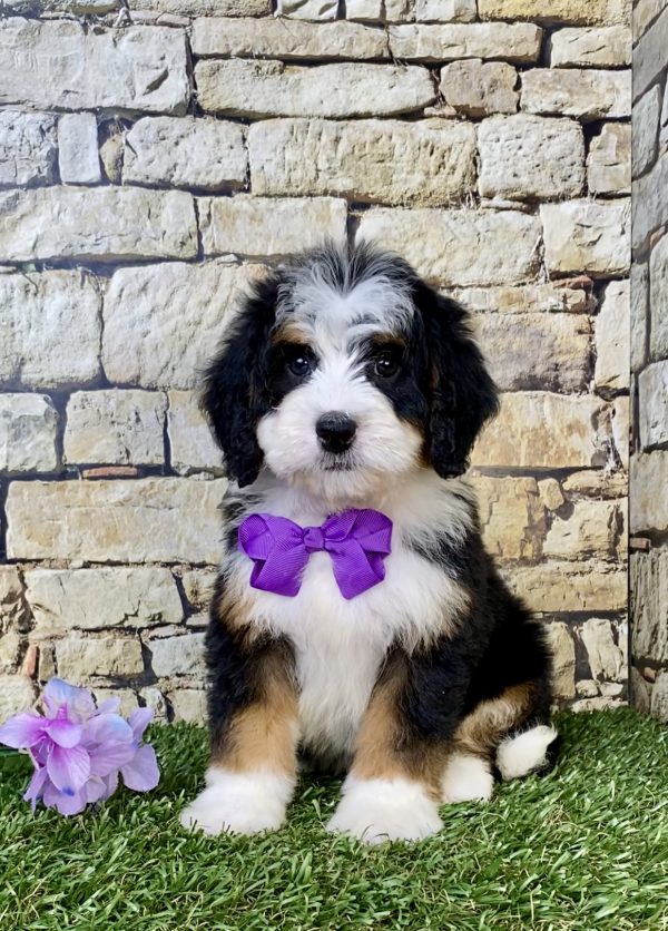 Photo of Ms. Violet the Mini-Bernedoodle puppy
