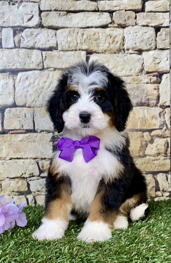 Photo of Ms. Violet the Mini-Bernedoodle puppy