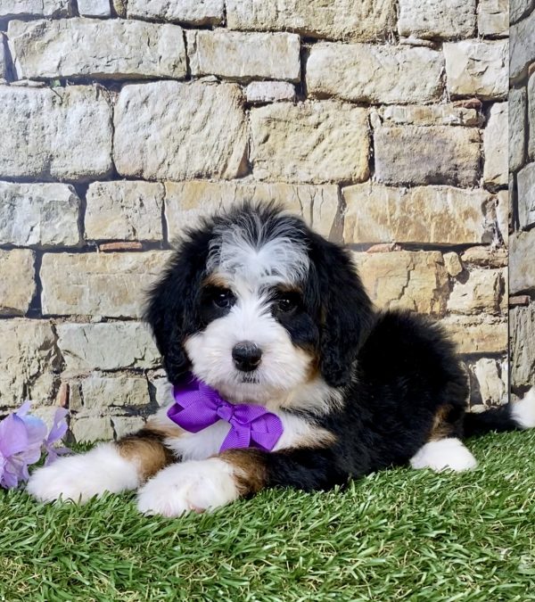 Photo of Ms. Violet the Mini-Bernedoodle puppy
