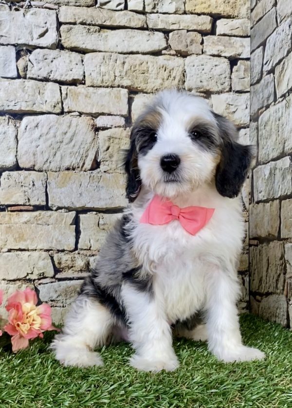 Ms. Waffle the F1B Mini-Bernedoodle puppy