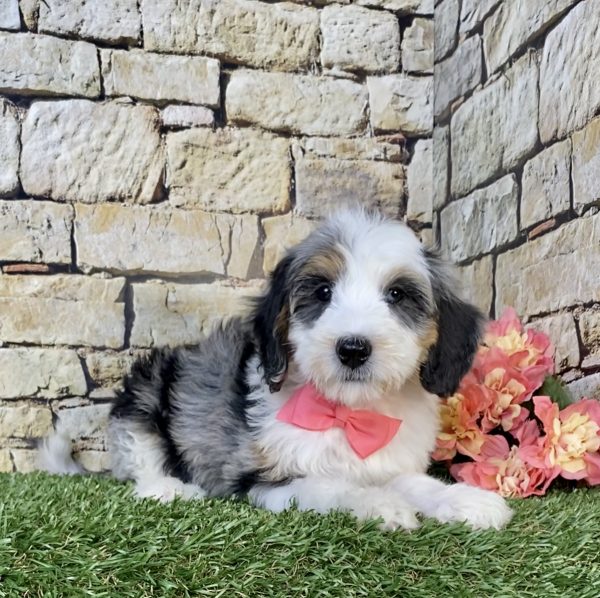 Photo of Ms. Waffle the F1B Mini-Bernedoodle puppy