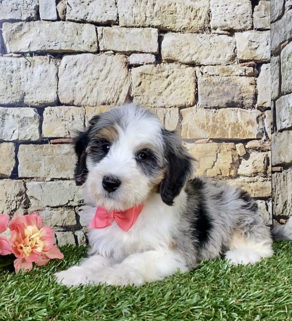 Photo of Ms. Waffle the F1B Mini-Bernedoodle puppy