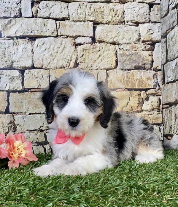 Photo of Ms. Waffle the F1B Mini-Bernedoodle puppy