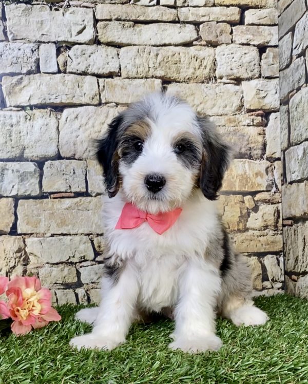 Photo of Ms. Waffle the F1B Mini-Bernedoodle puppy