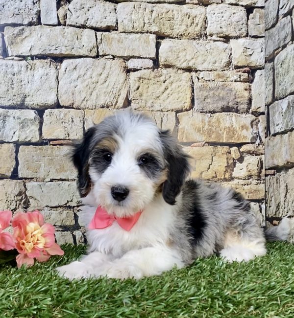 Photo of Ms. Waffle the F1B Mini-Bernedoodle puppy