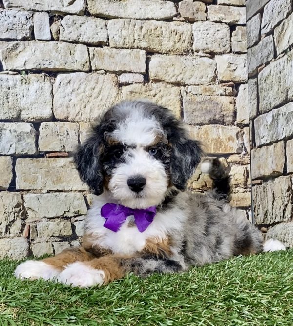 Photo of Ms. Wanita the F1B Mini-Bernedoodle puppy
