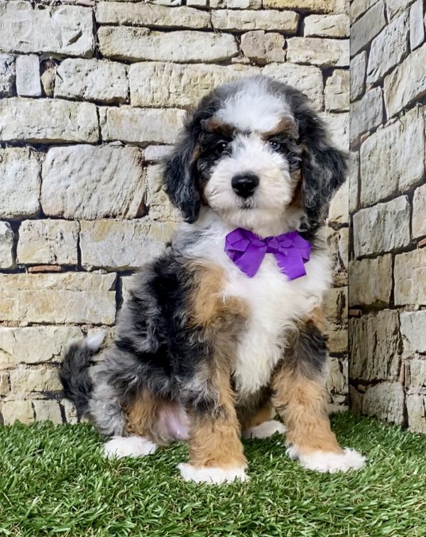 Photo of Ms. Wanita the F1B Mini-Bernedoodle puppy