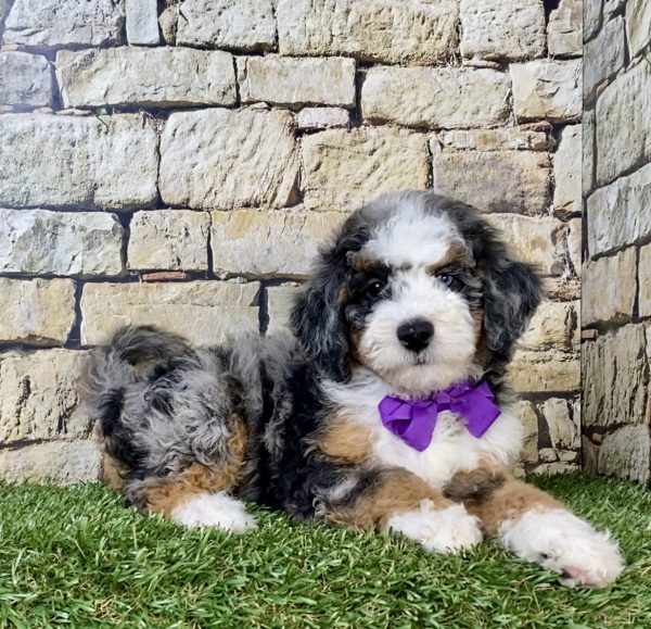 Photo of Ms. Wanita the F1B Mini-Bernedoodle puppy